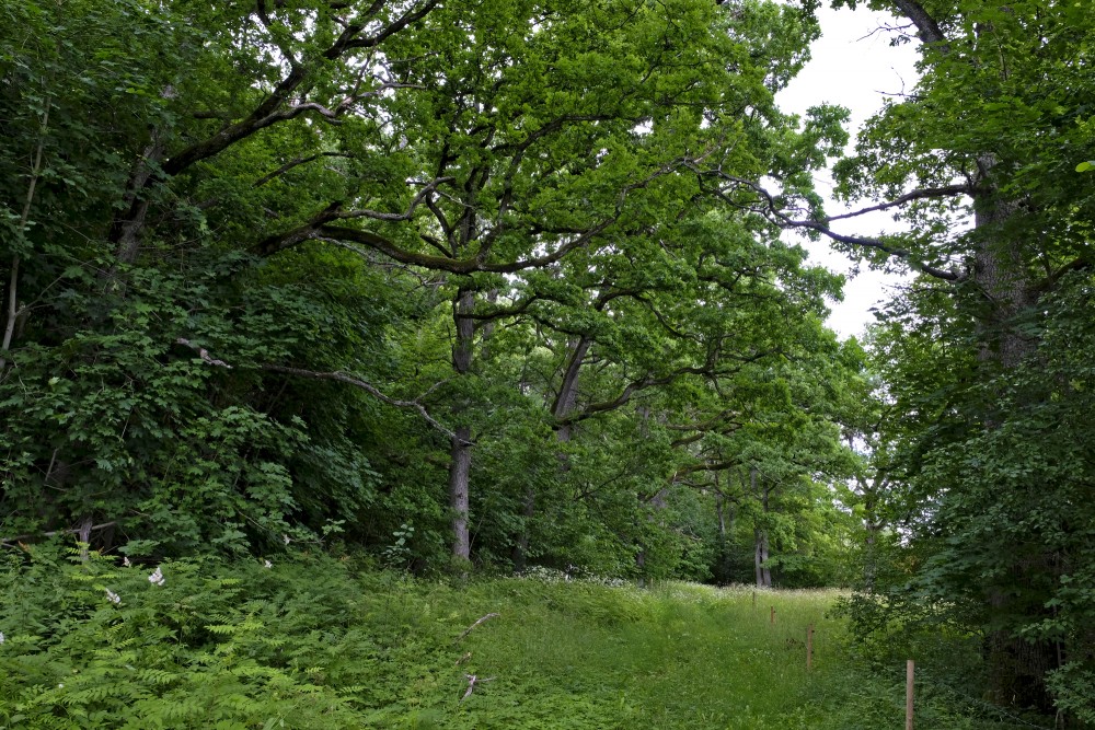 Old Ozolaji Nature Trail, Kandava