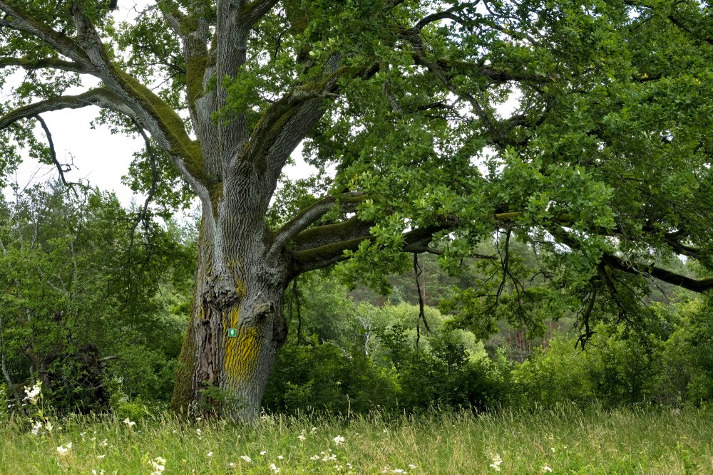 Old Ozolaji Nature Trail, Kandava