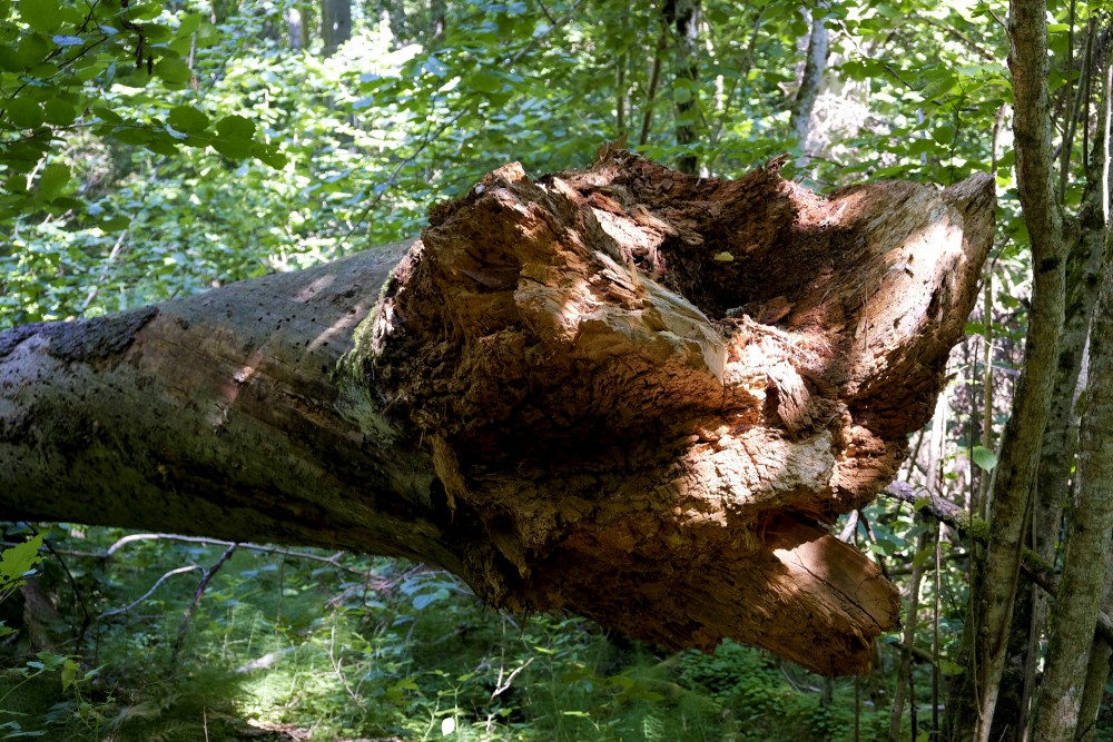 Nokritis un nokaltis koka stumbrs