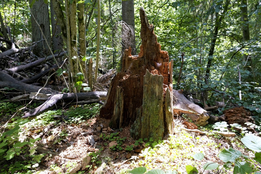 Rotten Tree Stump