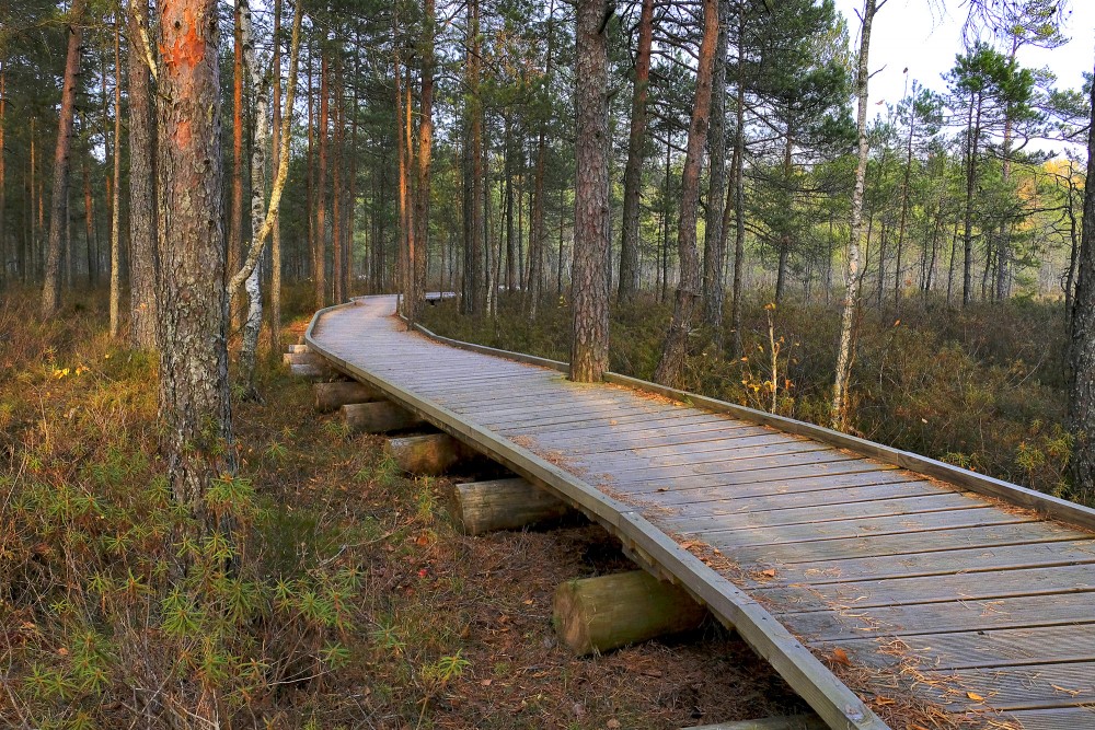 Kalnansu purva takas koka laipa vijas cauri klusam skujkoku mežam