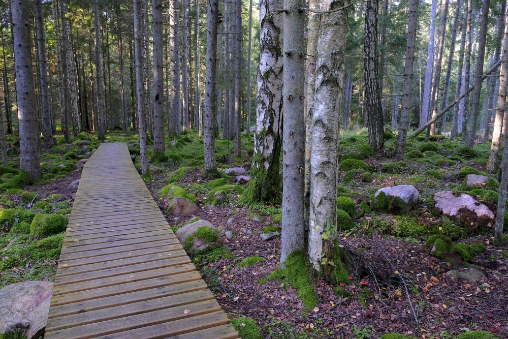 Nature trail "Kaltenes Kalvas" (Stone Ridges)