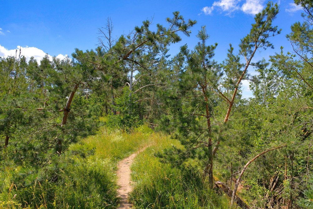 Pine forest path along the Žagare esker educational trail
