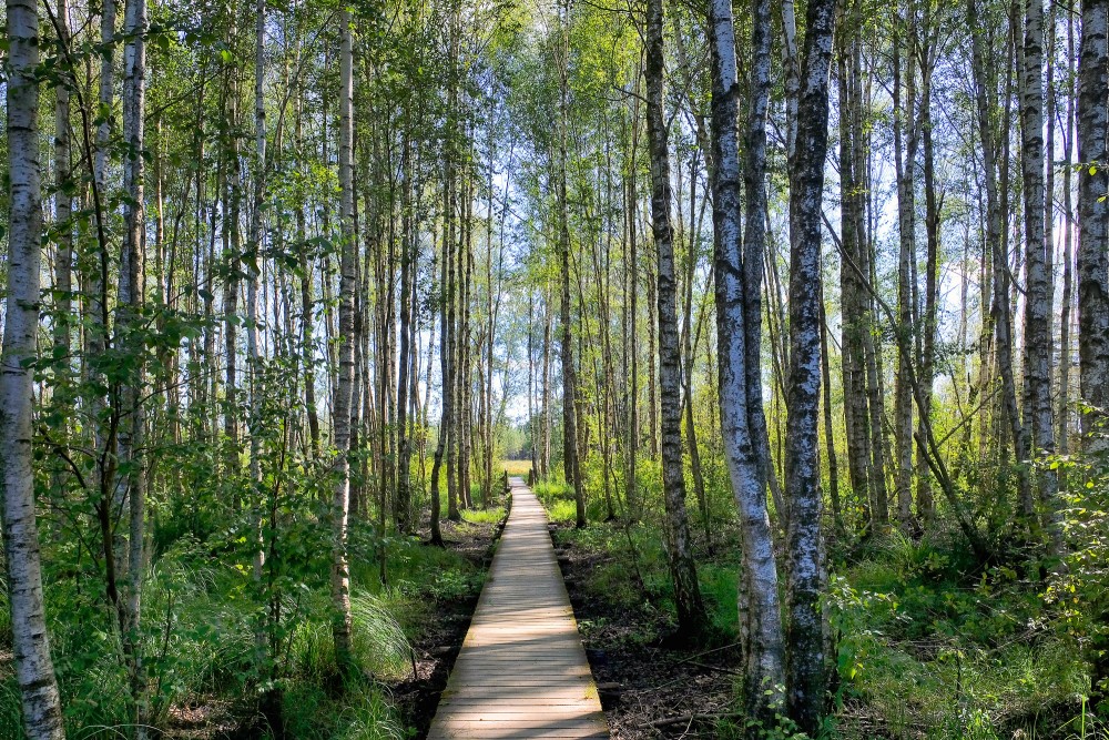 Wooden boardwalk through a birch forest in Mūša Tyrelis nature trail Wooden boardwalk through a birch forest in Mūša Tyrelis nature trail