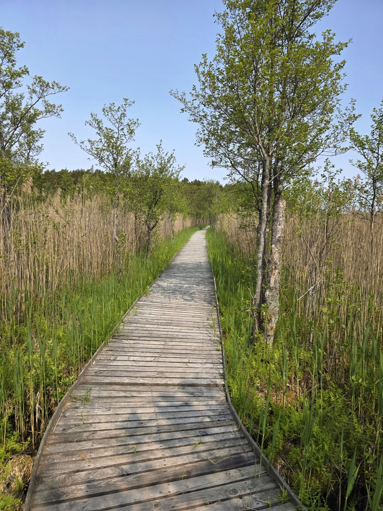 Pedestrian walkway at Lake Būšnieki