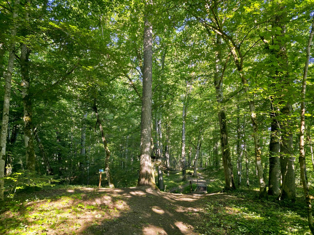 Cīrava Forest Park Trail
