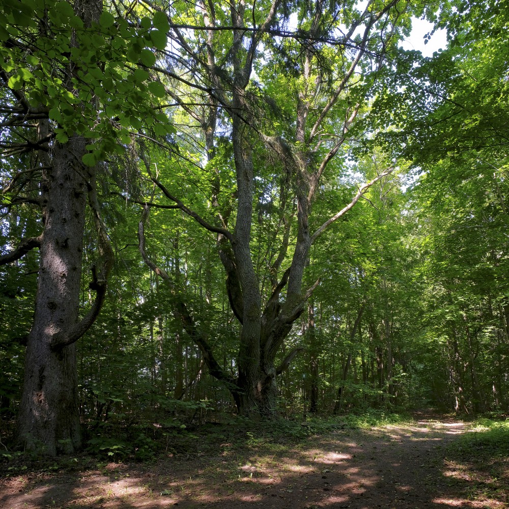 Ejot pa Dziļezera - Riebezera dabas taku