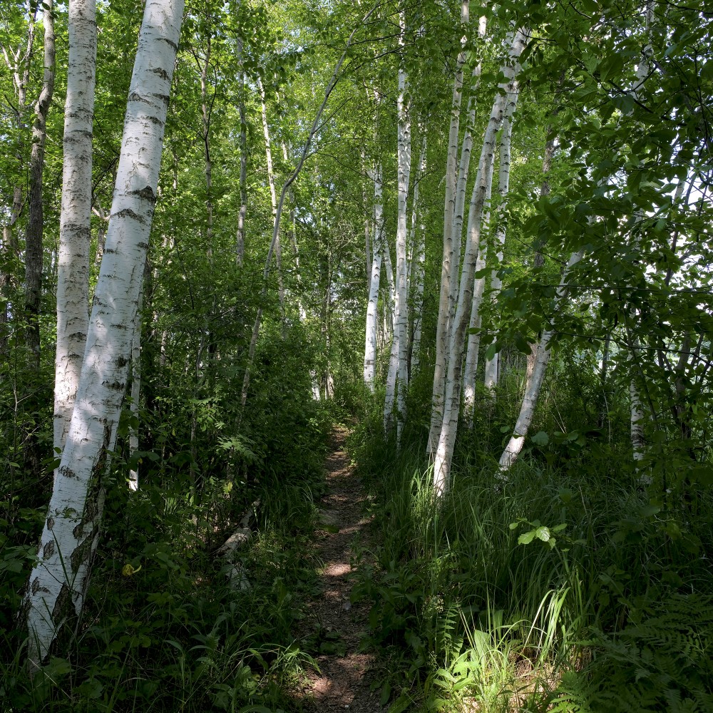 Bērzi Dziļezera - Riebezera dabas takā Bērzi Dziļezera - Riebezera dabas takā