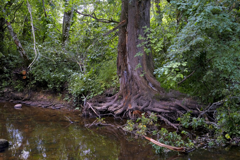 Koks Vizlas upes krastā