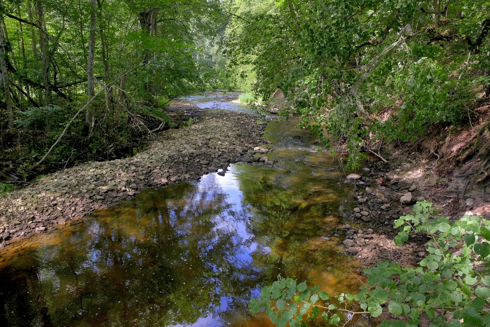 Vizlas upes ieteka Gaujā