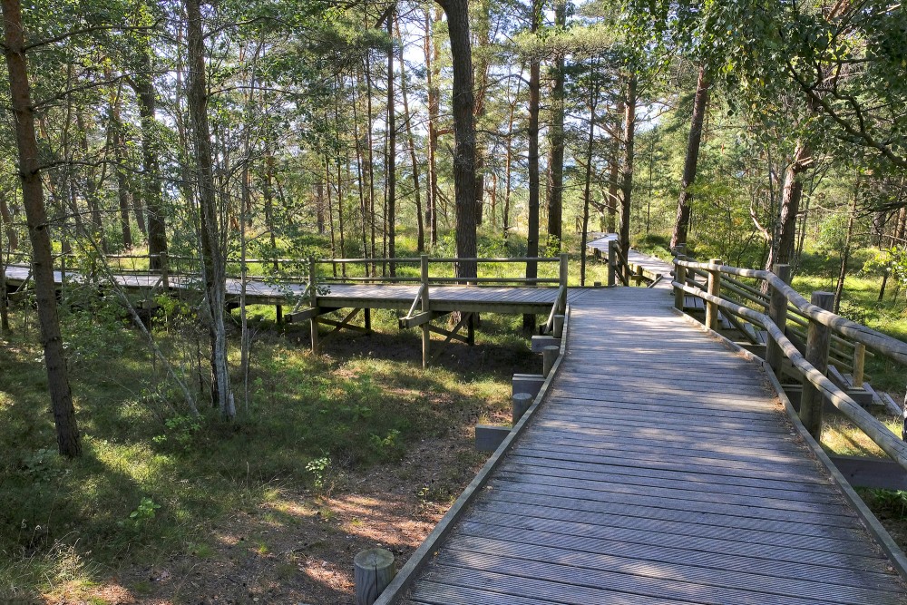 Koka laipa priežu mežā pie Bernātu pludmales