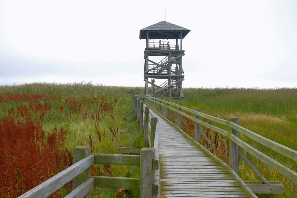 Lake Liepāja boardwalk bird watching tower