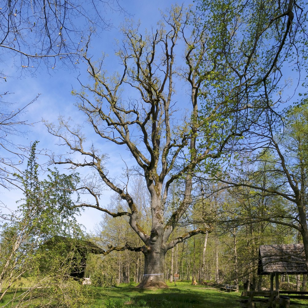 "Mīlestības ozols" Remtes muižas parkā