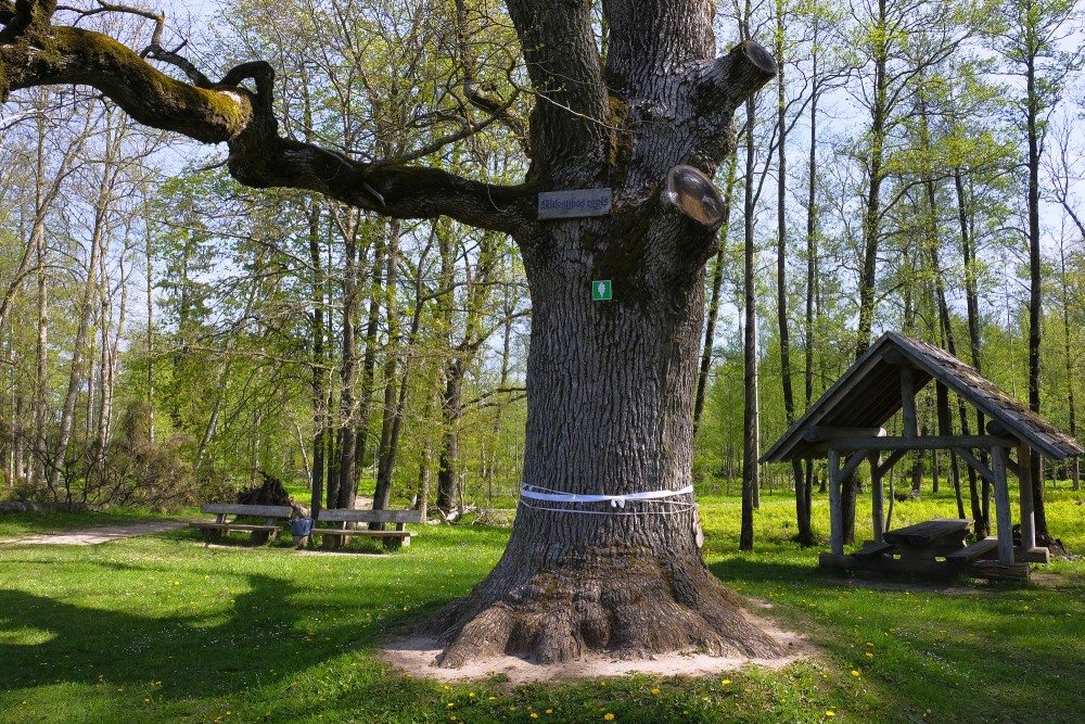 "Mīlestības ozols" Remtes muižas parkā