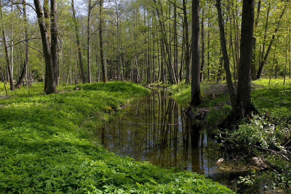 Remtes muižas parks pavasarī