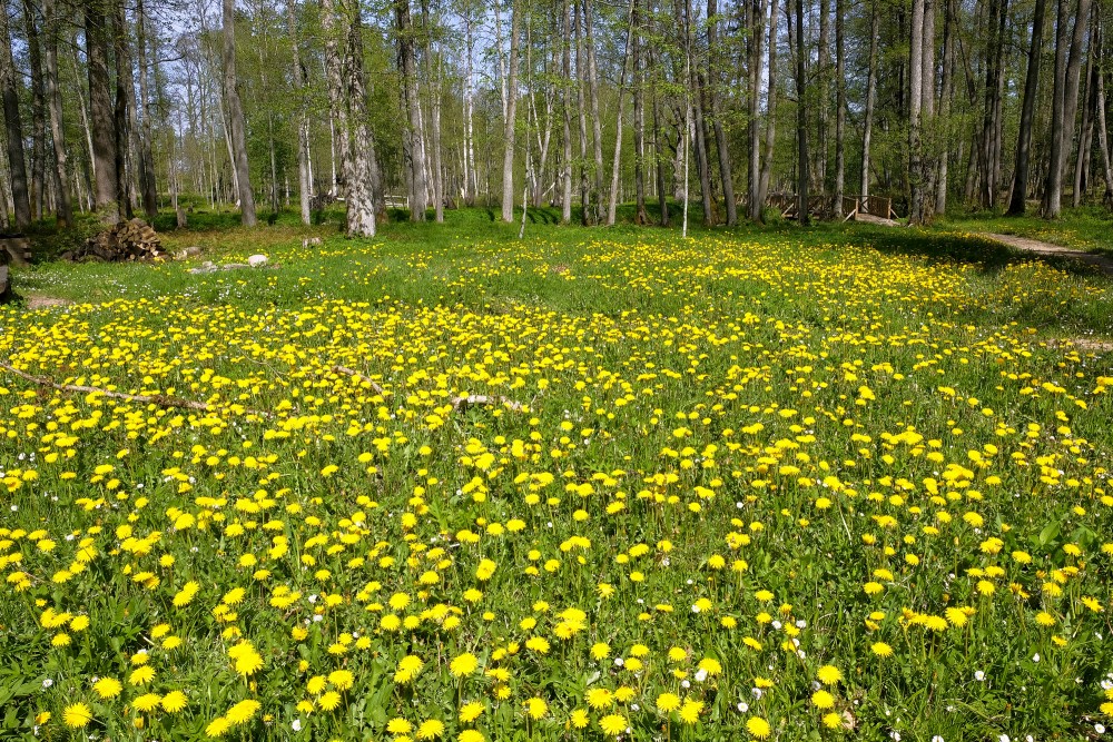 Pienenes Remtes muižas parkā