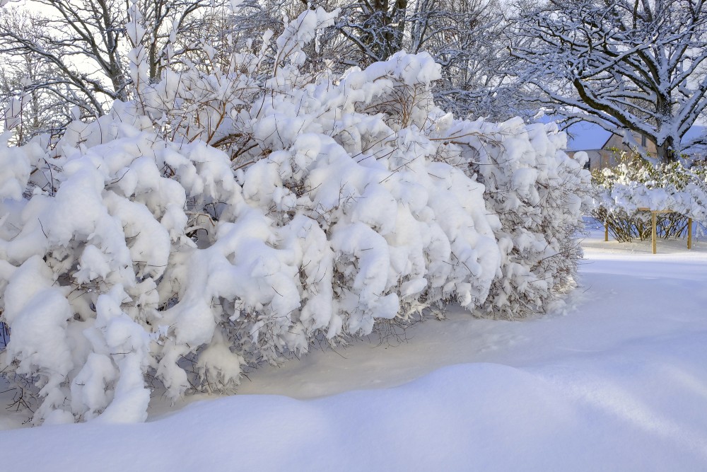 Snow Covered Bushes