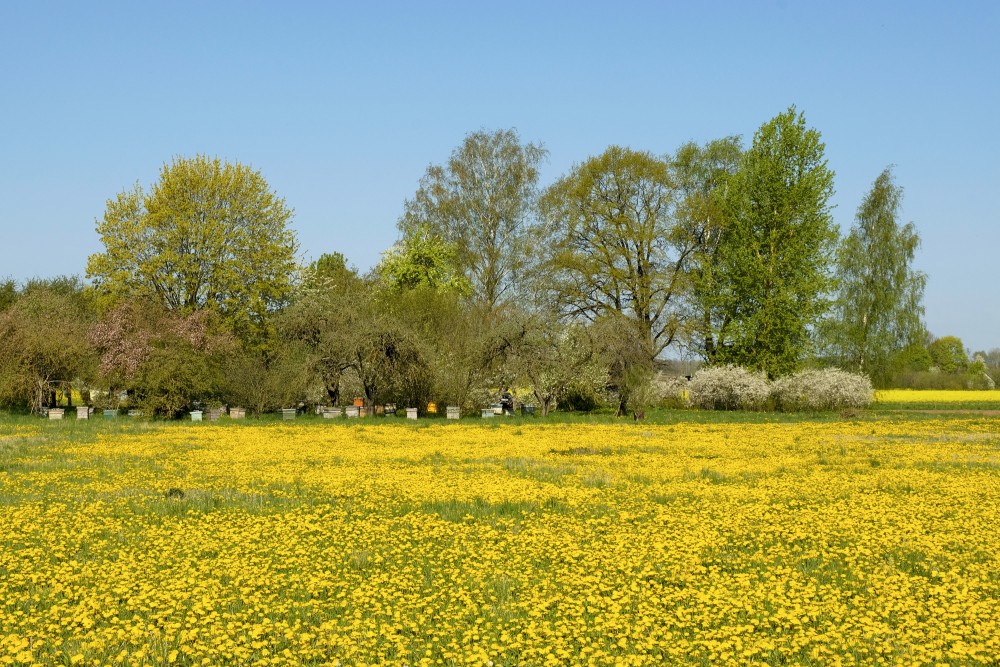 Dandelion Field and Orchard in Spring with Beehives