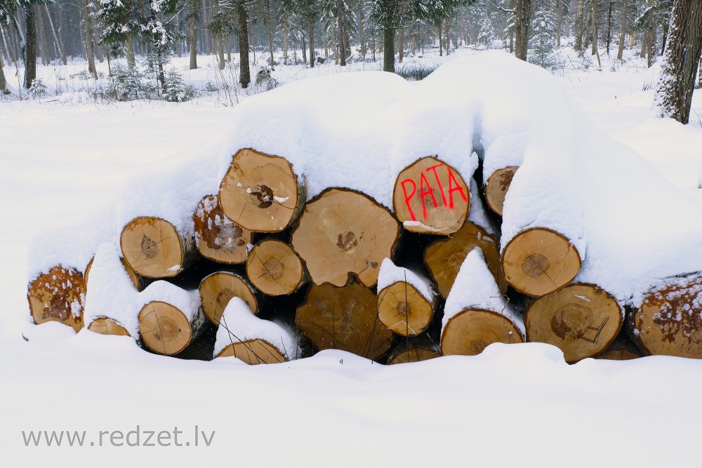 Pile of logs
