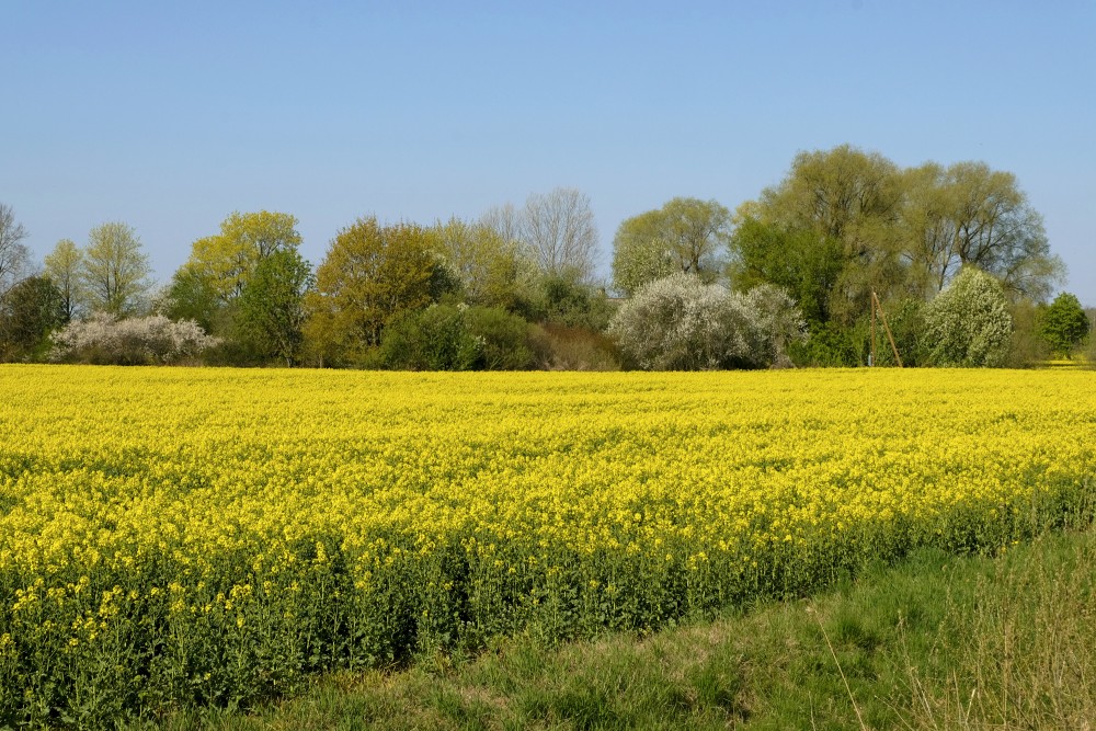 Flowering Rape Field, Cherry Plums and Bird Cherries