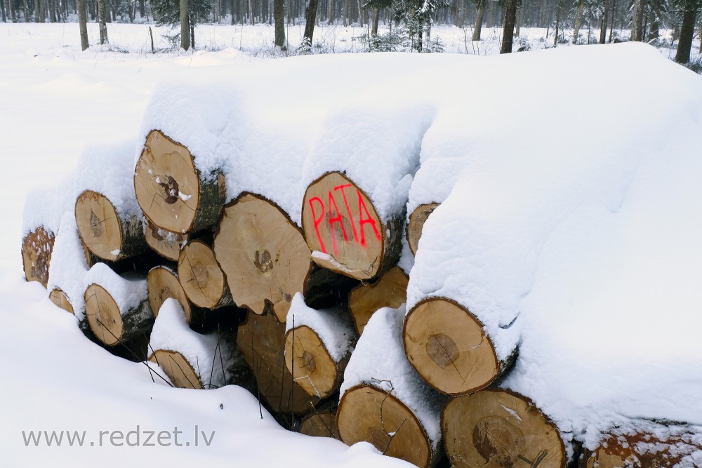 Pile of logs