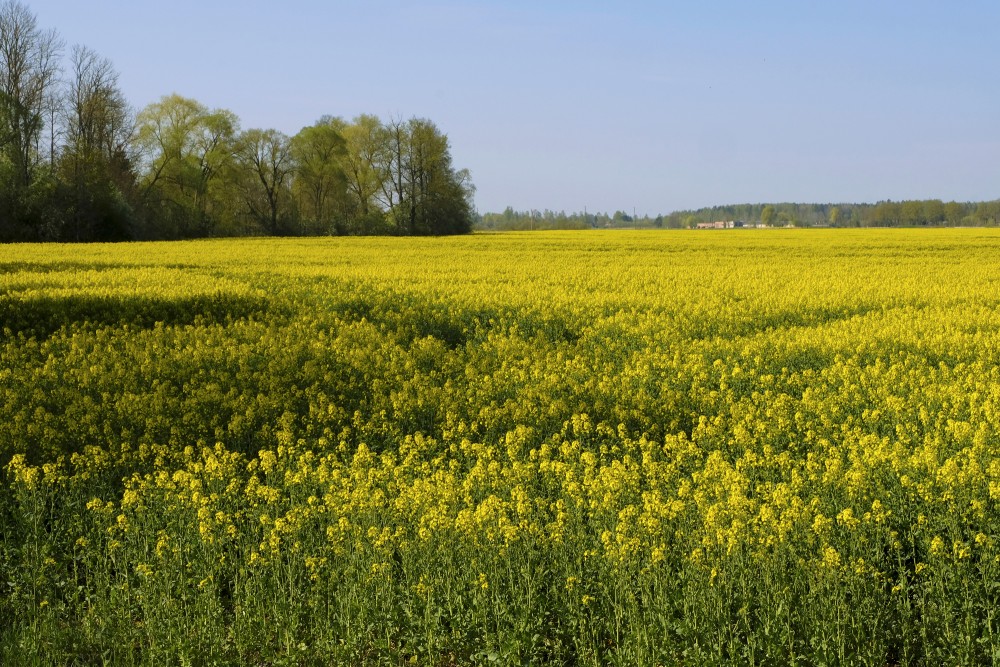 Flowering Rape Field