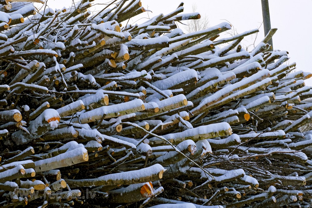 Woodchip raw material