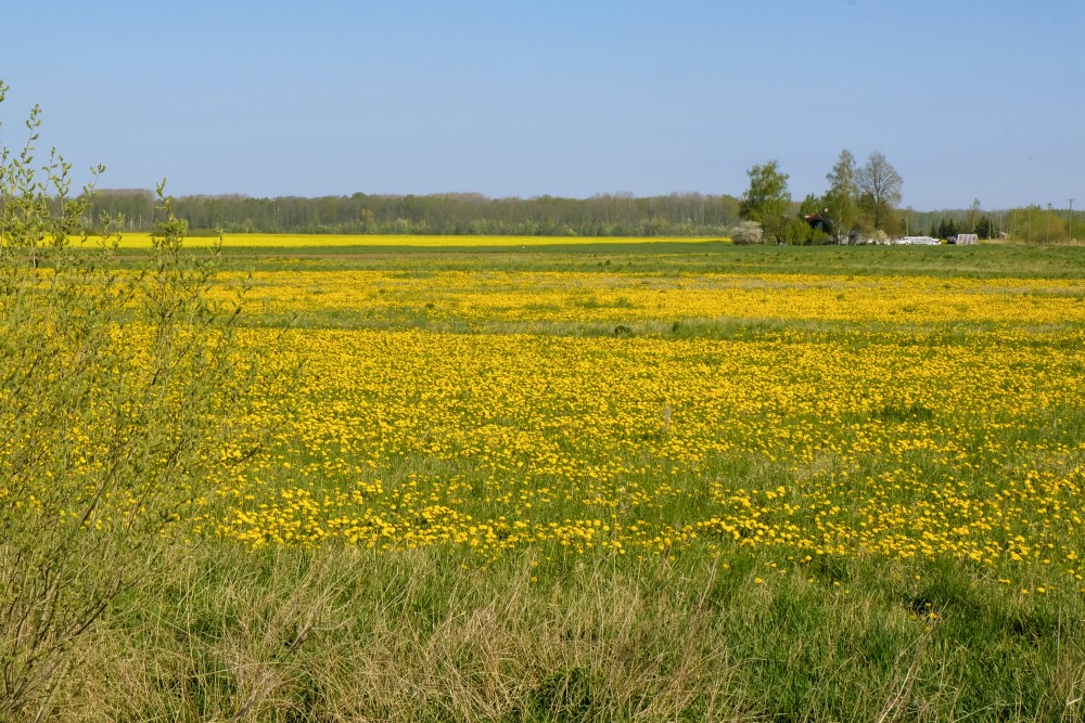 Lauku pavasara ainava ar ziedošu pieneņu pļavu