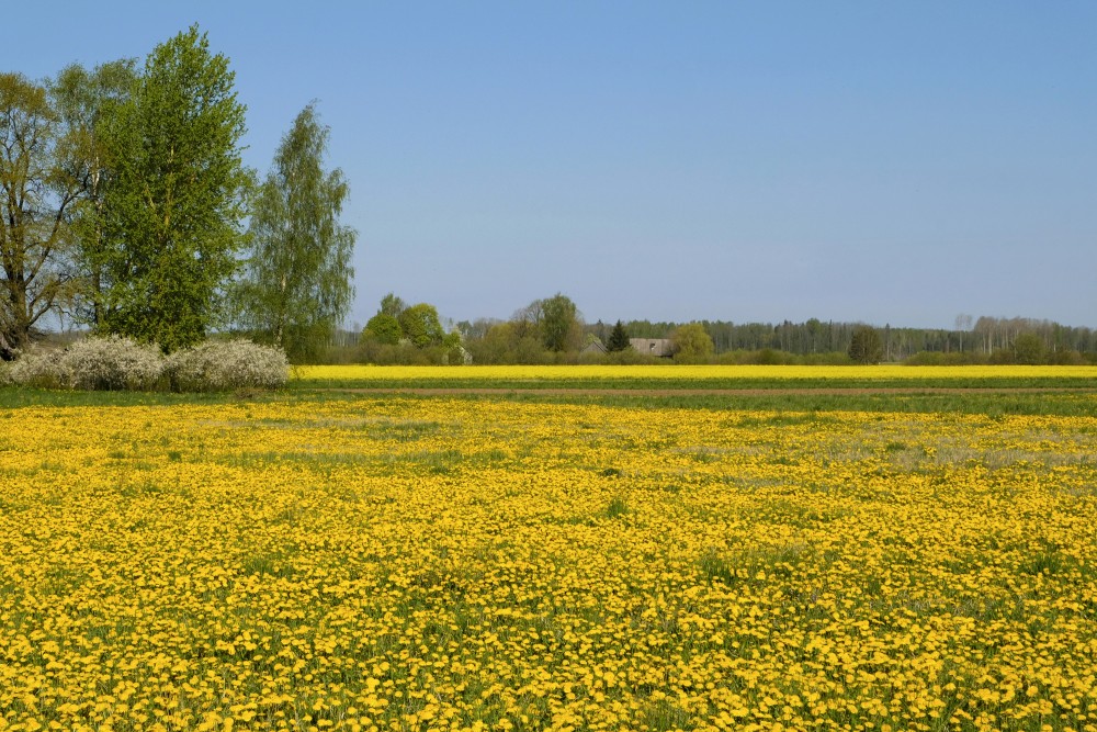 Spring Landscape with Flowering Dandelion Meadow and Rape Field