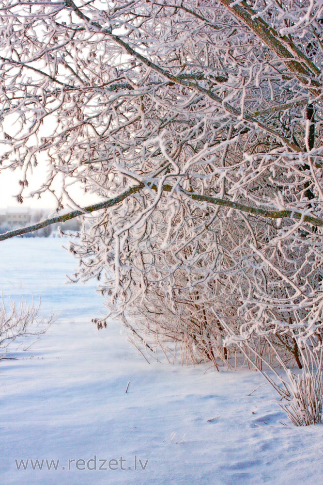 The beauty of frost 