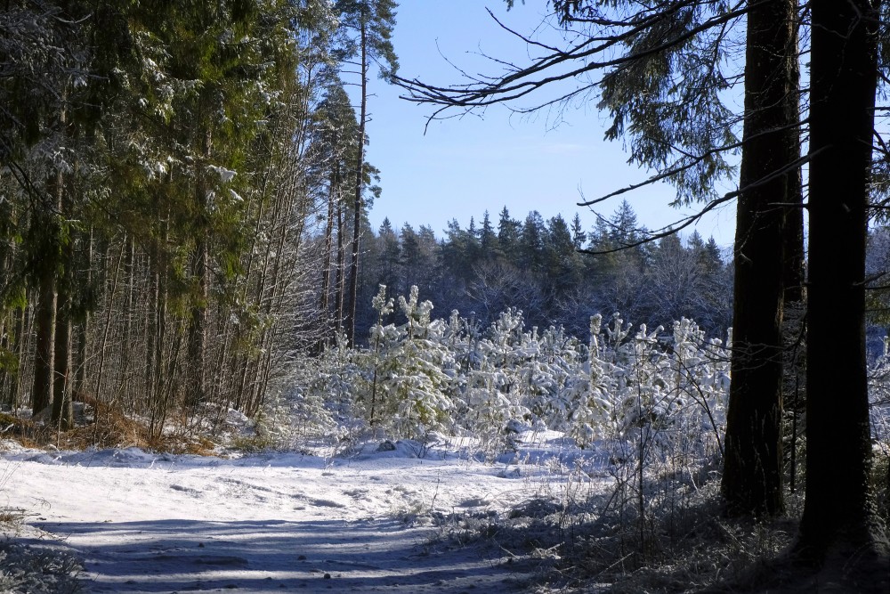Forest Decorated with Snow