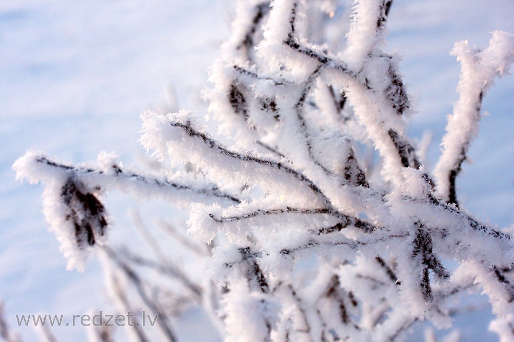 Frosted hazel branch