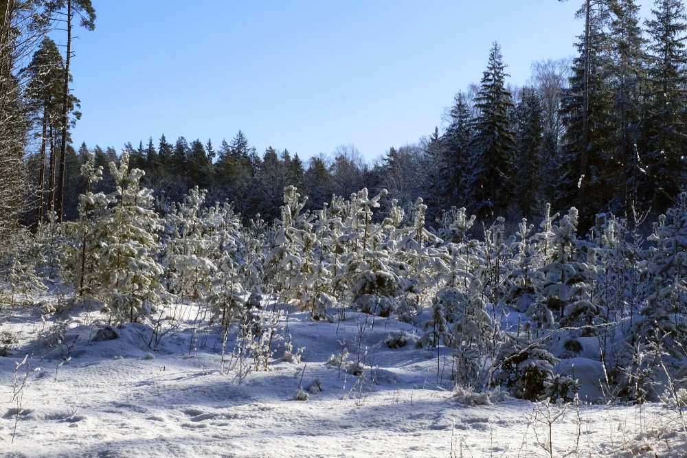 New Pines in Snow Coats