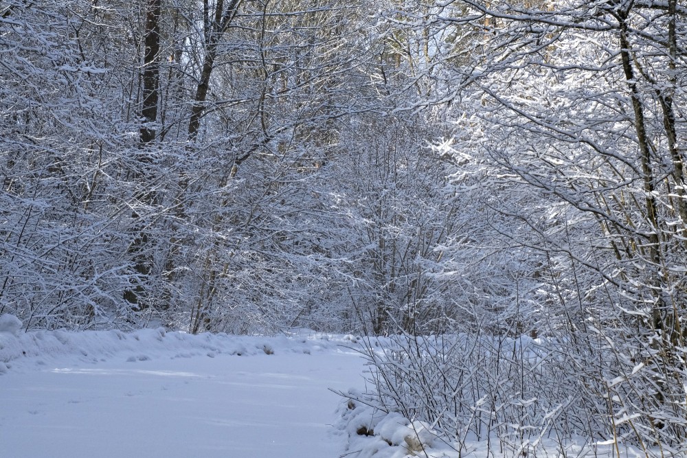 Snowy Road to Mušķi on March Morning