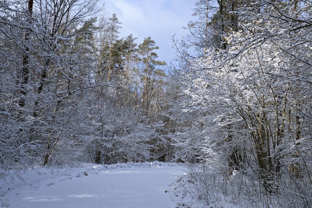 Road to Mušķi on Snowy March Morning