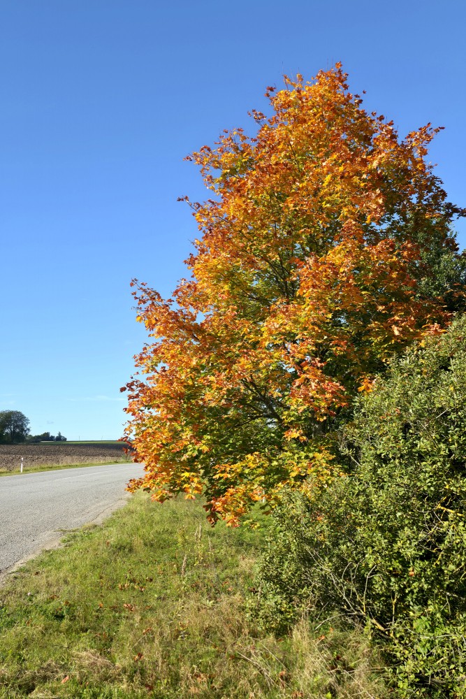 Dzeltenīgi oranža kļava ceļmalā saulainā rudens dienā