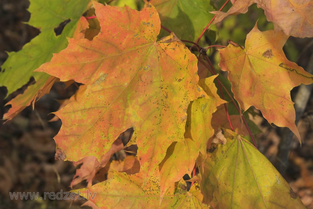 Autumn Painted Maple Leaves