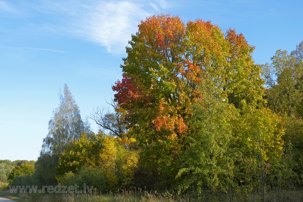 Autumn Paints Latvia