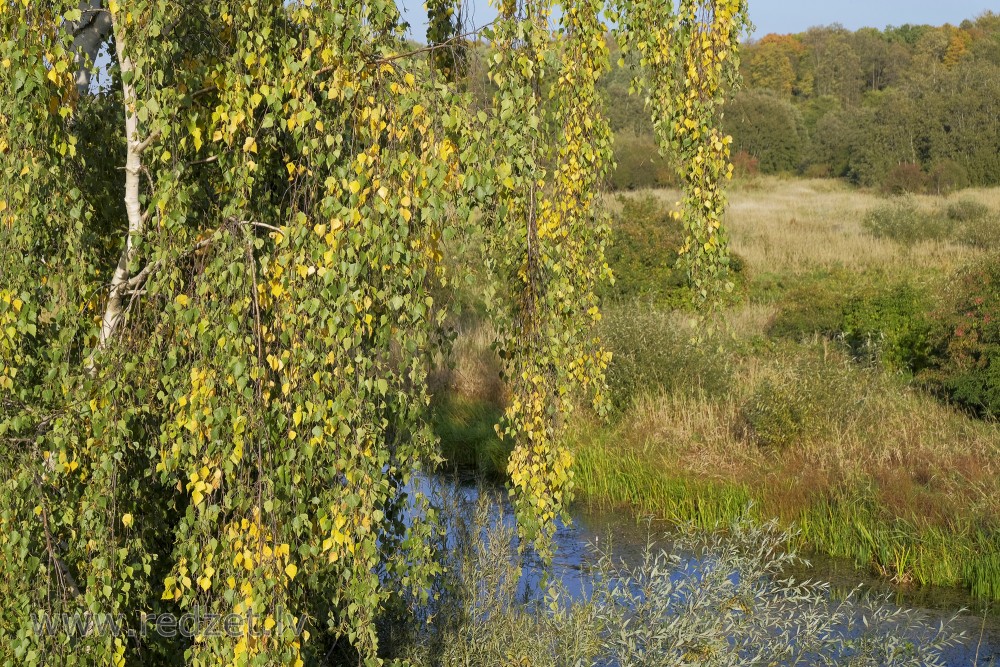 Birch Painted in Autumn Colours
