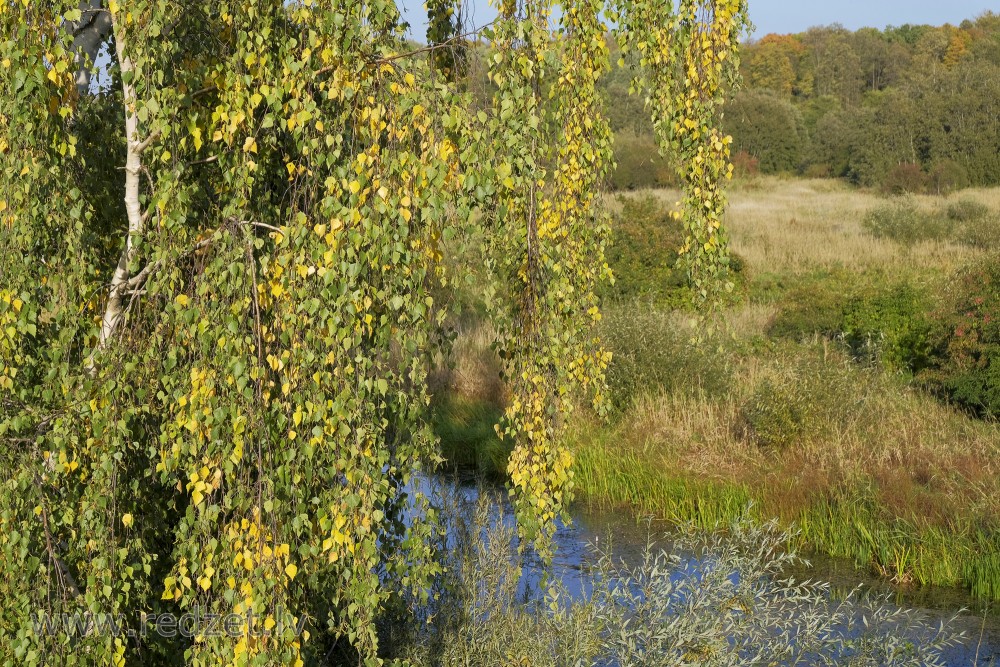 Birch Painted in Autumn Colours