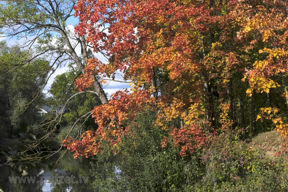 Rudens grezno Iecavas krastus Ozolniekos