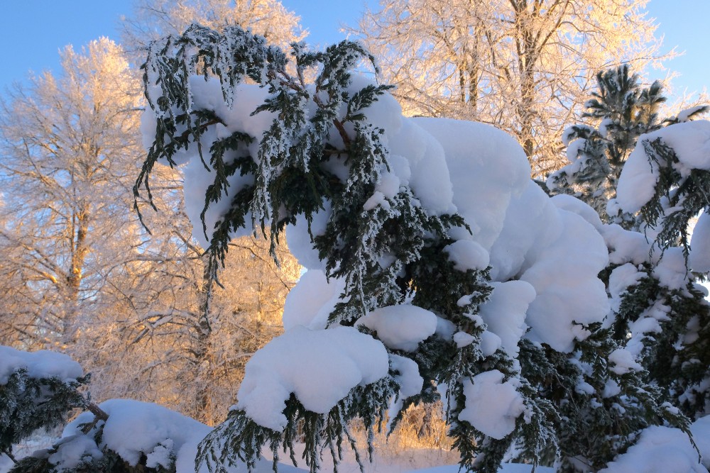 A Snowy Branch