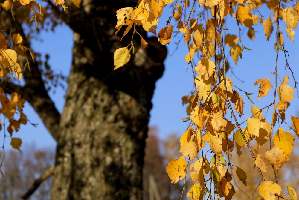Silver Birch Branch with Yellow Leaves