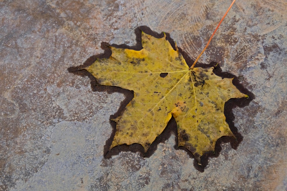 Rudens nesta kļavas lapa