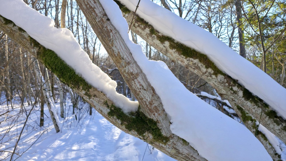 Snow-covered tree trunks with moss in a winter forest