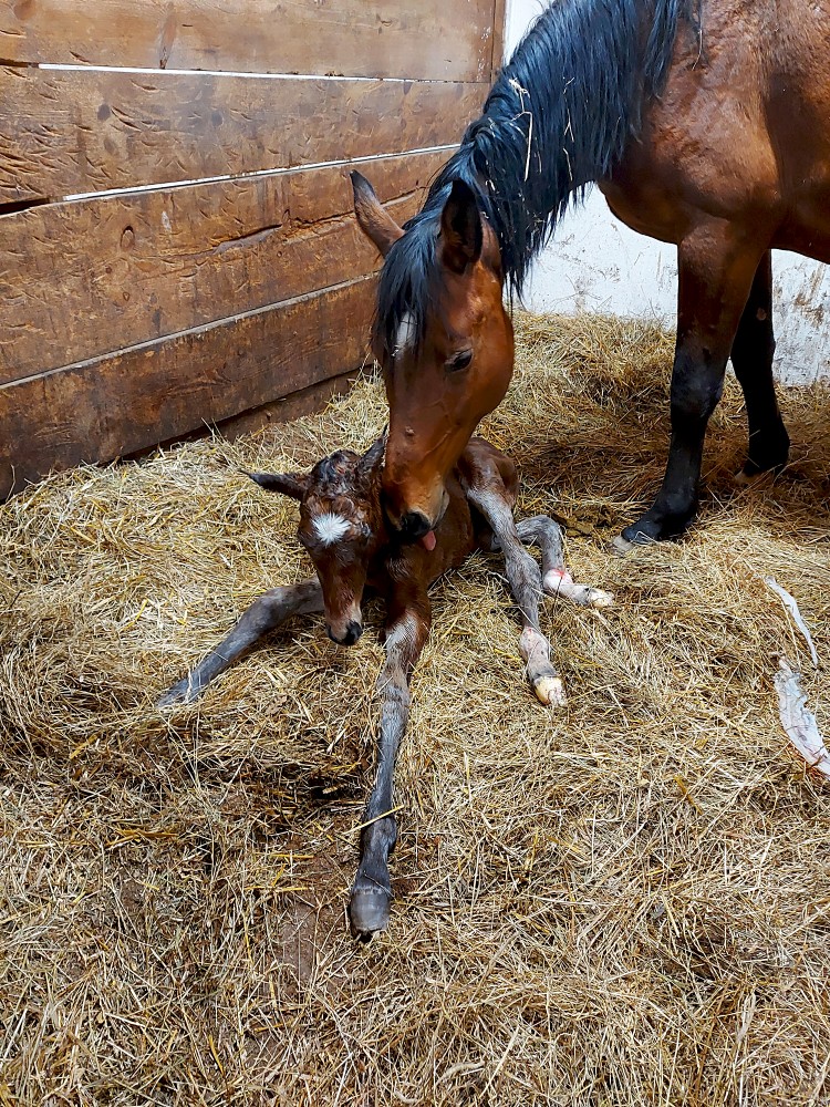 Kumeliņš ar balto zvaigzni Kumeliņš ar balto zvaigzni