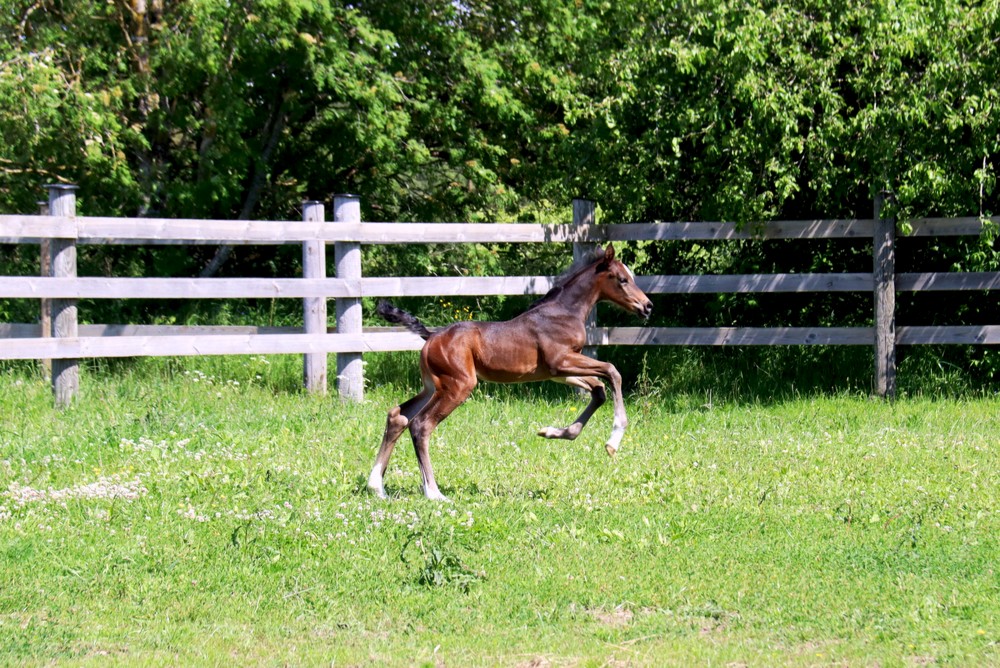 Priecīgais kumeliņš