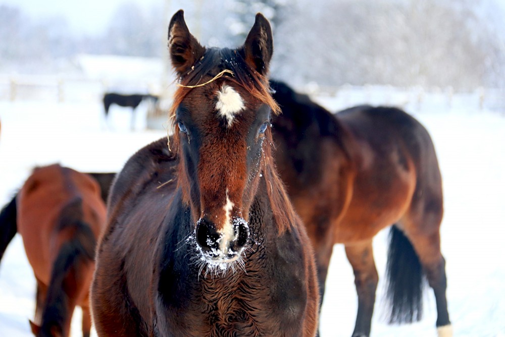 Apsarmojušās ūsas