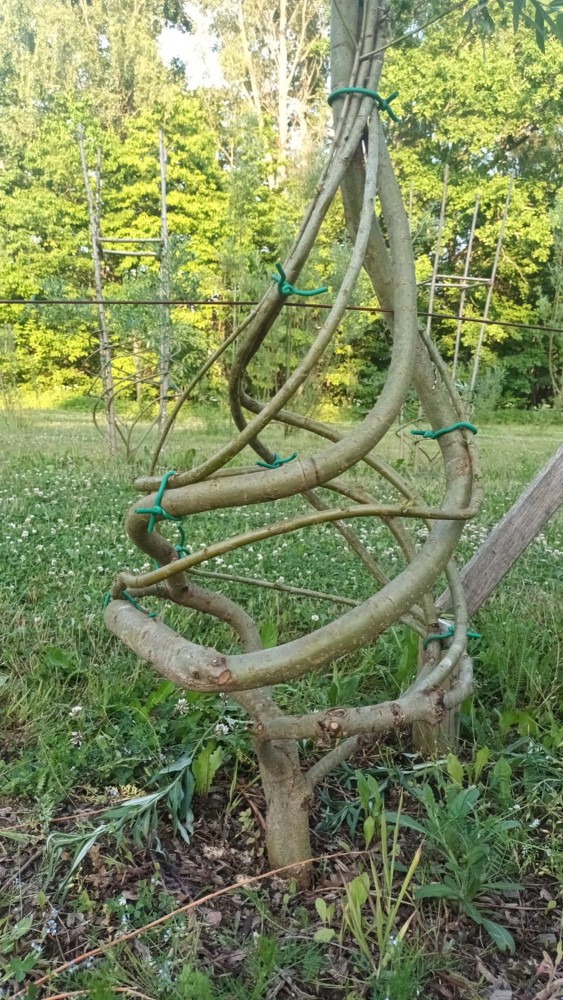 Dizaina mēbeles, Meža dizaina dārzs