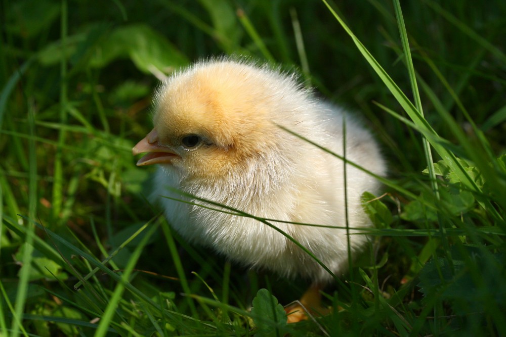 Broileru cālīši, cenas